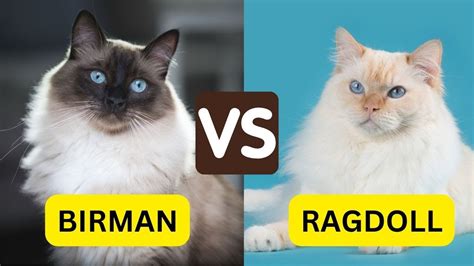 10 Differences Birman Vs Ragdoll You Must Know Youtube