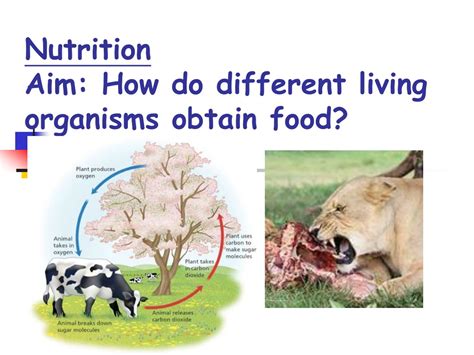 Ppt Nutrition Aim How Do Different Living Organisms Obtain Food