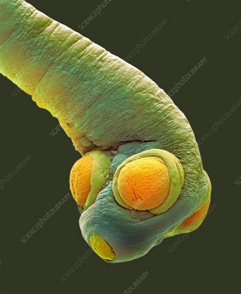 Dog Tapeworm Sem Stock Image C0304068 Science Photo Library