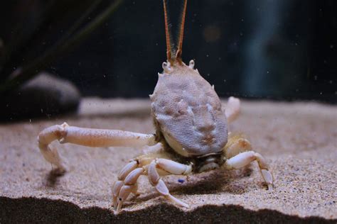 Meet The Crab That Looks Like Your Face