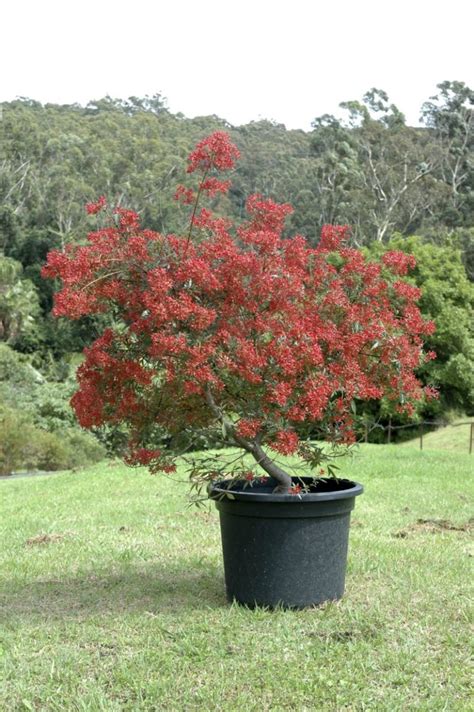 Australian Native Plants For Pots Courtyards And Small Gardens