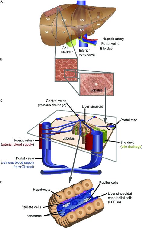 Schematic Depiction Of The Structure Of The Human Liver At Different Download Scientific