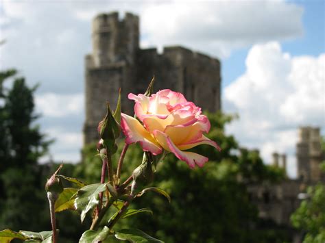 Royalty Rose Windsor Castle Mary Zilles Flickr