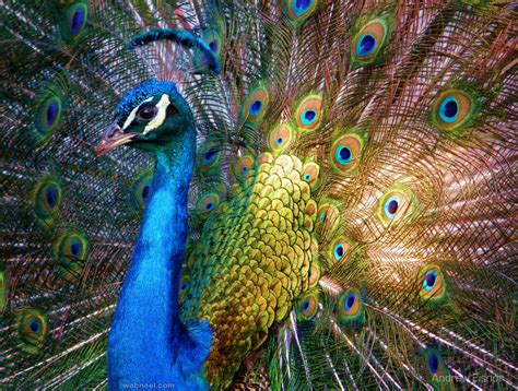Amazing Vibrant Colorful Images Of Majestic Beautiful Peacocks
