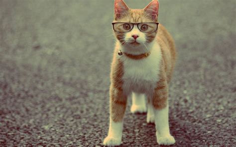 46 Funny Cat Pictures For Wallpaper Wallpapersafari