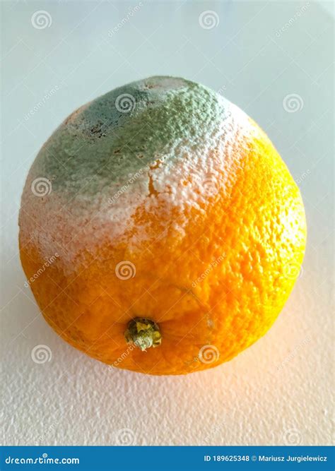 Rotten Orange Stock Photo Image Of Mold Natural Decomposed 189625348