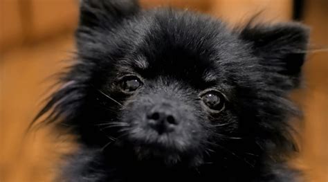 Black Pomeranians History Genetics Pictures And More
