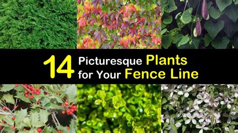 14 Picturesque Plants For Your Fence Line