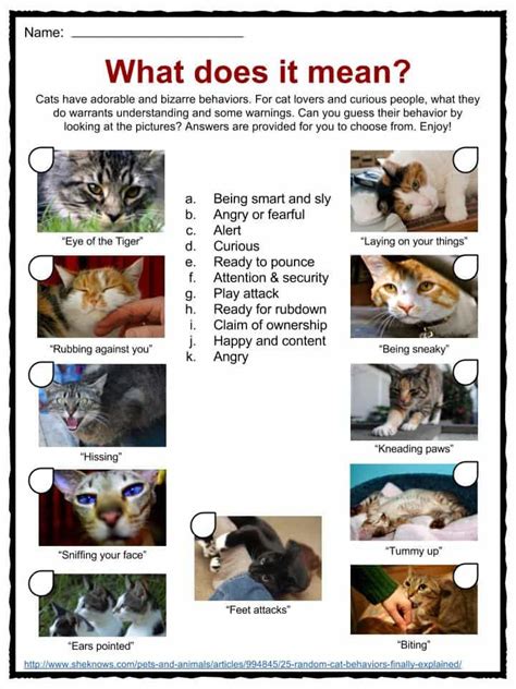 Cat Facts Worksheets And Information For Kids Cat Facts English