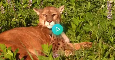 Mountain Lion And Her Cub Album On Imgur