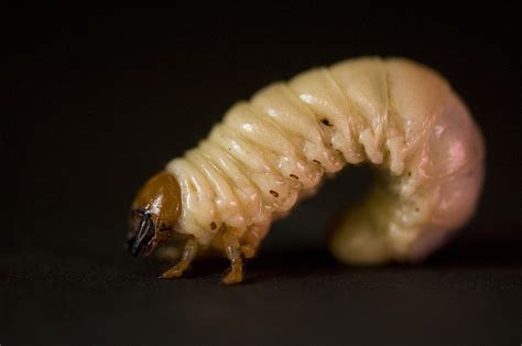 A Close Up Of A Grub Worm Photograph By Joel Sartore