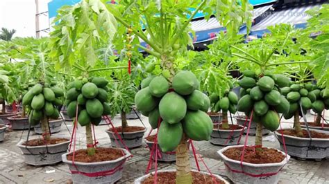 How To Grow Papaya In Pots Plant Instructions