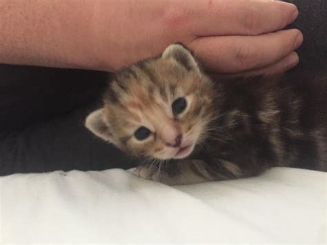 Our 2 Week Old Foster Kitten Poppy Rcats