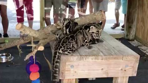 Endangered Clouded Leopard Kittens Make Debut At Naples Zoo