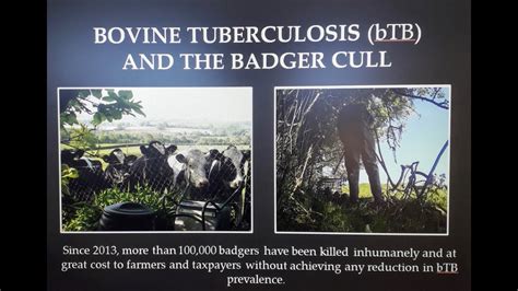 Bovine Tb And The Badger Cull Video Youtube