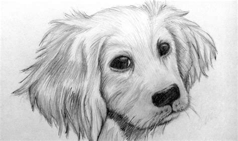 How To Draw A Dog