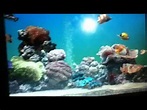 Sachs Marine Aquarium Screensaver with Sound - YouTube