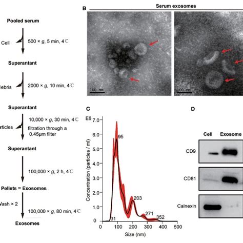 Isolation And Characterization Of Serum Exosomes A Flow Chart Of