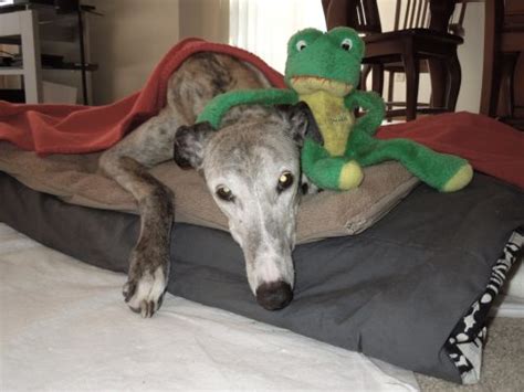 In most local government areas in nsw, greyhounds are allowed. In Memory | Greyhound Pets of America-Wisconsin