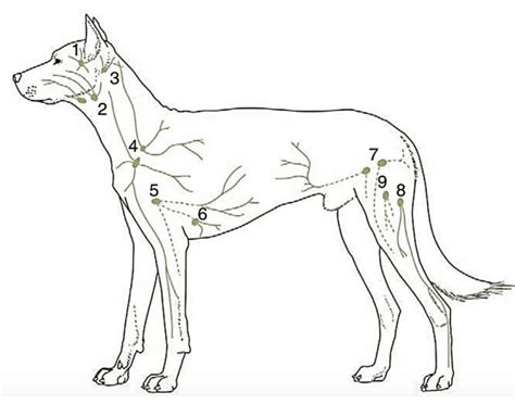 Palpable Lymph Nodes In Dog — Printable Worksheet