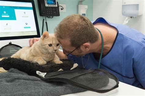 International Cat Care Reaches 1000 Cat Friendly Clinics Find This