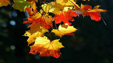 Tapeta na monitor Krásné fotoobrazy podzim listy velký plán