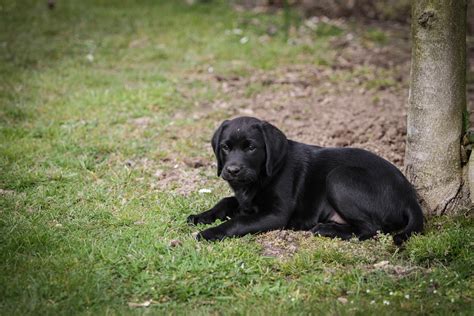 Free Images Puppy Cute Black Dog Vertebrate Labrador Retriever
