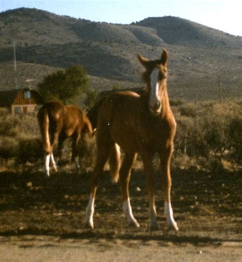 Any good stories about the desert should include the horse, i,m waiting. A Beachcomber's Blog: I'VE BEEN THROUGH THE DESERT ON A ...
