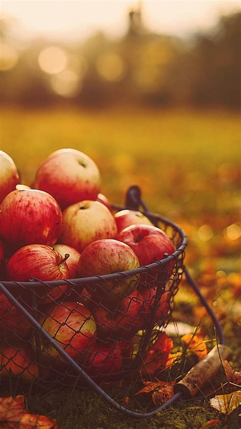 Apples In Basket Harvest Autumn Food Fruit Red Apple Apples In