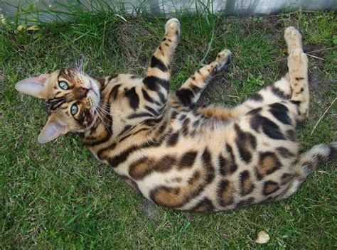 Bengal cats don't just have hair, they have pelts. Bengal cat: - Information, Pictures, Personality & Facts