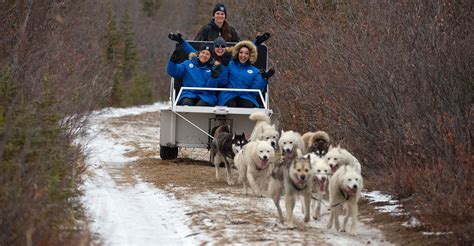 Churchill Polar Bear Tundra Lodge Adventure And Photo Tour