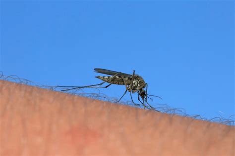 How To Stop Gnats From Flying Around You How To Get Rid Of Gnats