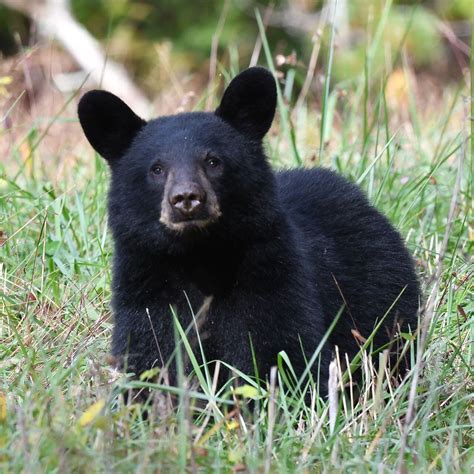 Alabama Expands Project Tracking Black Bear Cubs