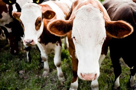 Raising Organic Livestock What Happens On The Farm