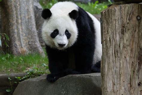 Panda Updates Wednesday June 12 Zoo Atlanta