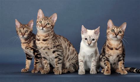 Small town tica registered bengal cat breeder. 50 Most Adorable Bengal Cat Pictures And Images