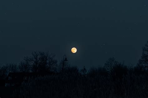 Animals Moon Silhouettes Starry Sky 4k