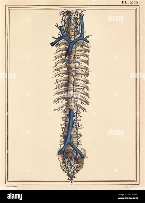 Vena Cavae Veins Dissection Showing The Veins Blue Associated With