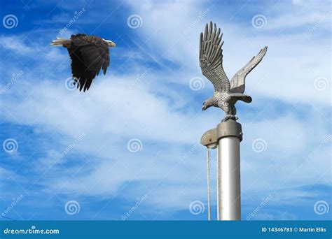 Eagle With Flag Pole Stock Photos Image 14346783