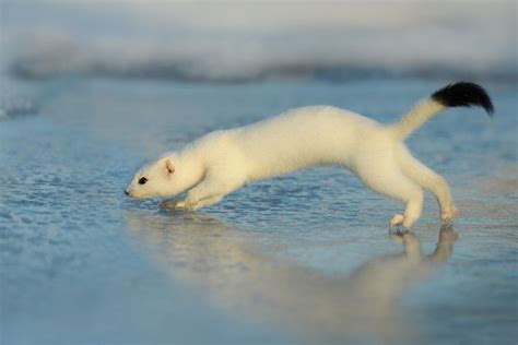 Weasel In Winter Aka Ermine Hermelin Tiere Pfoten