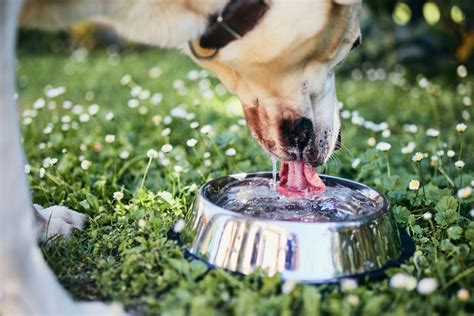 If you're not worried about dehydration in your dog but just want to increase the dog's. How Much Water Does Your Dog Really Need? | Healthy Paws Pet Insurance