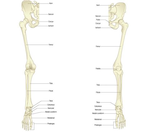 Overview Of Bones Of The Lower Limb Posterior And Anterior View Sexiz Pix
