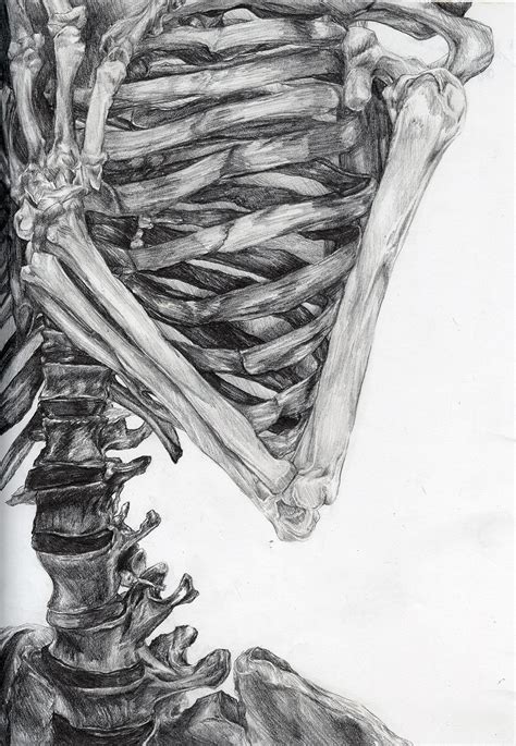 Skeleton Drawing Tess Finkelstein