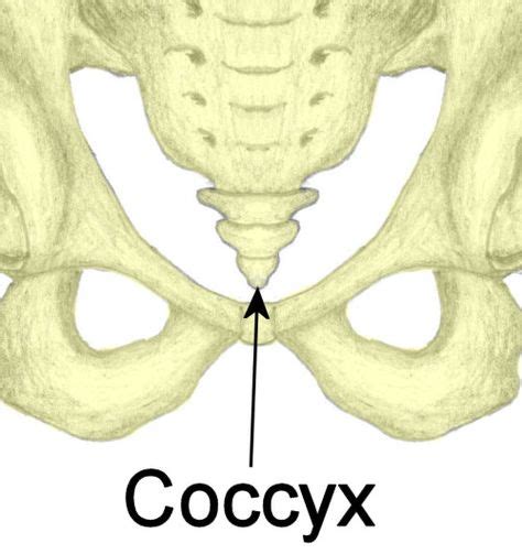 Coccyx A Small Bone That Articulates With The Sacrum And That Usually