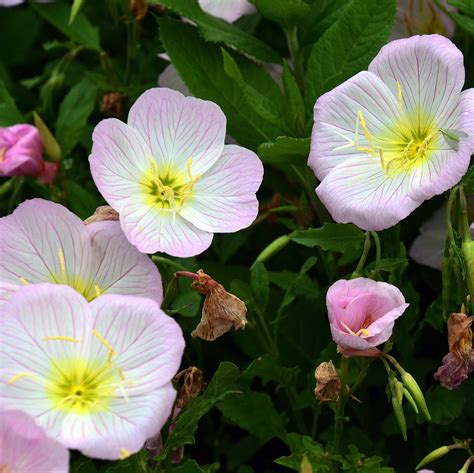 Evening Primrose Berladieri Siskiyou Pink Easy To Grow Bulbs