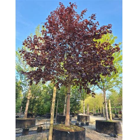 Acer Platanoides Royal Red Majestic Trees