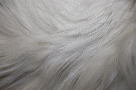 White Fur Texture Picture Free Photograph Photos Public Domain