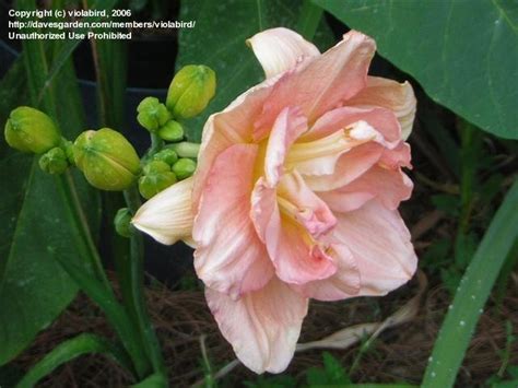 Plantfiles Pictures Daylily Savannah Sweetheart 1 By Violabird