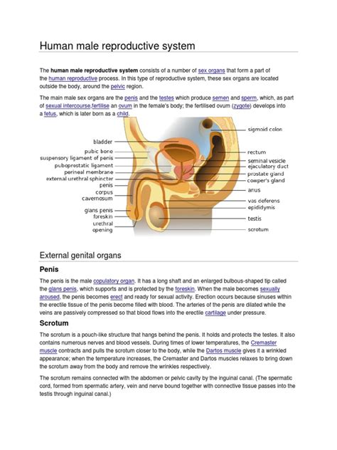 Human Male Reproductive System Reproductive System Sexual Reproduction