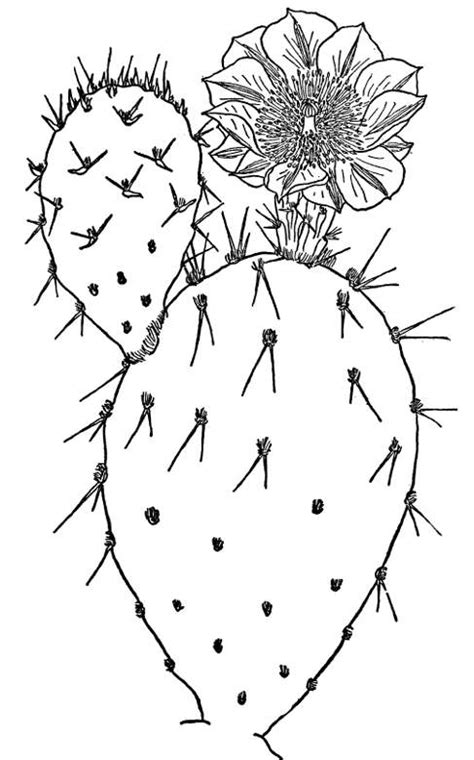 Simple Cactus Drawing At Getdrawings Free Download